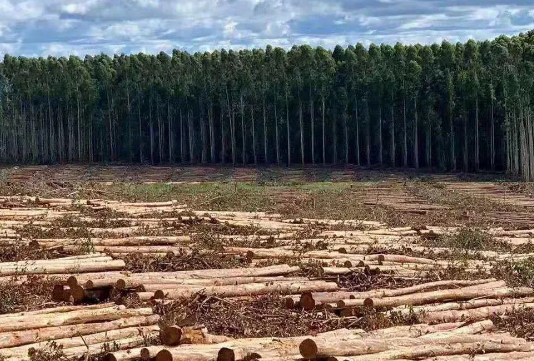 木材期货“史诗级上涨”嘎然而止，源于行业供需并非通胀失控